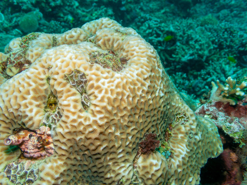 Goniastrea pectinata observed 2026-10-03
