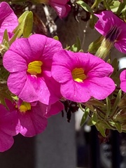 Petunia × atkinsiana