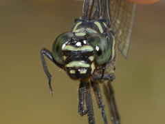 Ictinogomphus decoratus