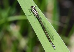 Coenagrion resolutum