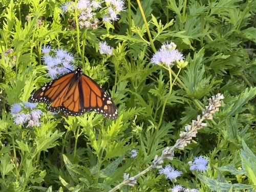 Monarch