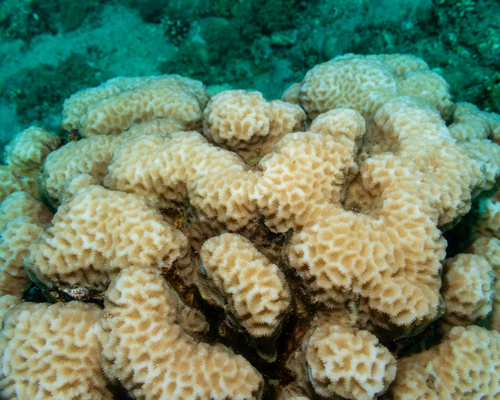 Goniastrea pectinata observed 2026-10-03