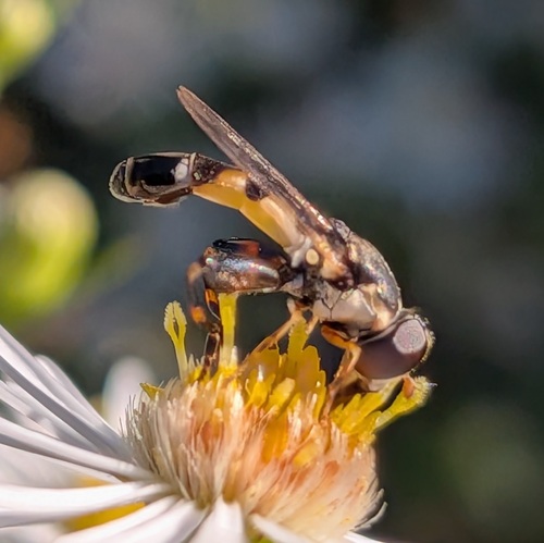 Thick-legged Hover Fly