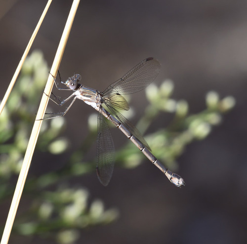 California Spreadwing