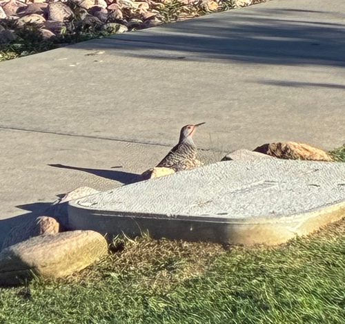 Northern Flicker