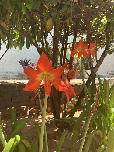 Barbados Lily