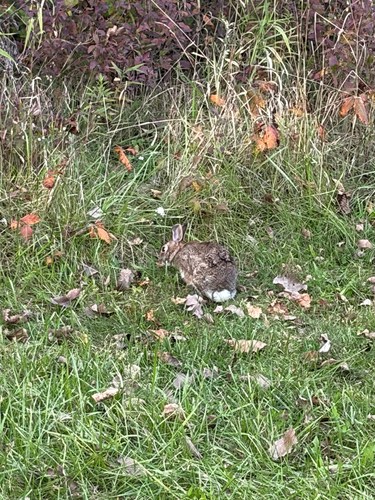 Eastern Cottontail