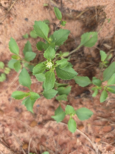 Acanthospermum australe observed 2026-10-05