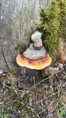 Red-banded Polypore
