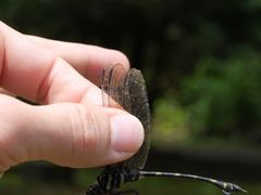 Ictinogomphus decoratus