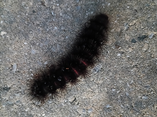 Giant Leopard Moth