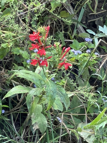 cardinal flower