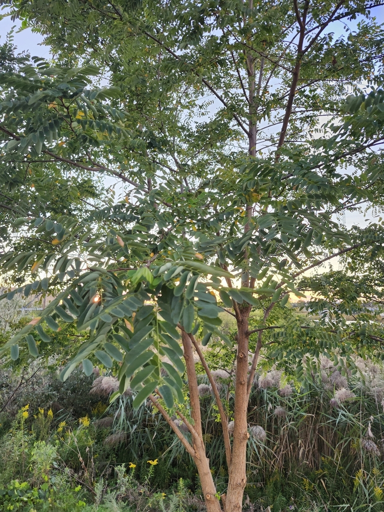 A young black locust still fully green, with only a few yellow leaflets, by a field of tall grass.
