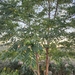 Black locust still green, Milton · October 5, 2026 · jgillis · 4 saved views