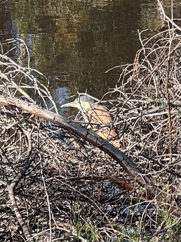 Nankeen Night Heron