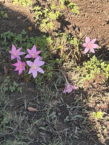 Rose Pink Zephyr Lily