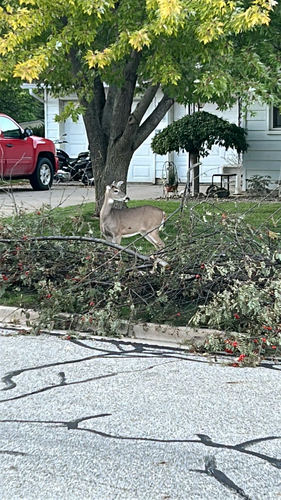 White-tailed Deer
