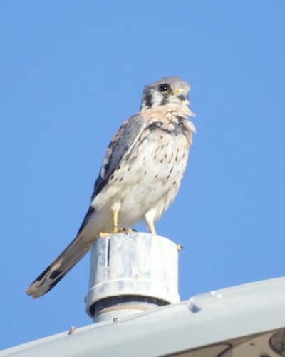 American Kestrel