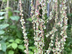 Rumex acetosa