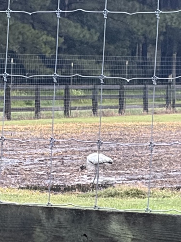 Wood Stork