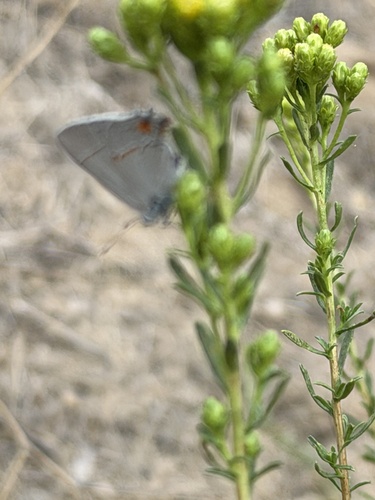 Gray Hairstreak