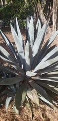 Agave tequilana