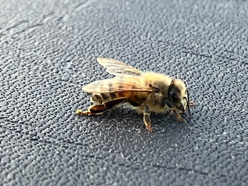 Western Honey Bee
