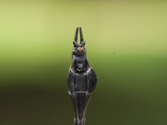 Ictinogomphus decoratus