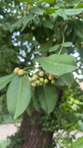 fortune's spindle