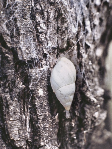 Striped Rabdotus Snail