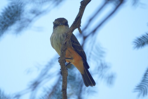 Vermilion Flycatcher