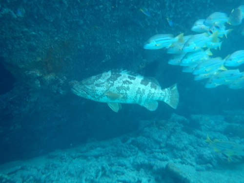 Epinephelus coioides observed 2026-10-04