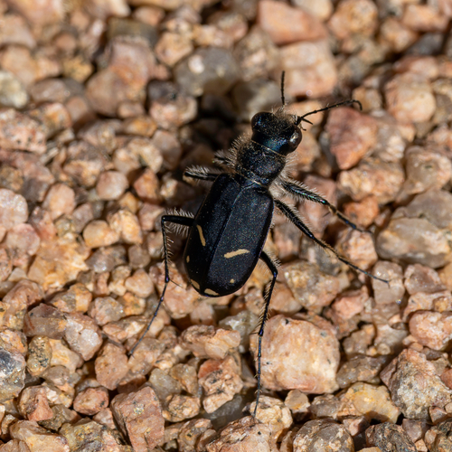 Purple Tiger Beetle