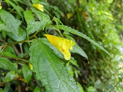 Impatiens tayemonii