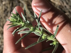 Lithospermum multiflorum