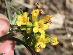 Lithospermum multiflorum