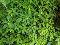 Impatiens tayemonii
