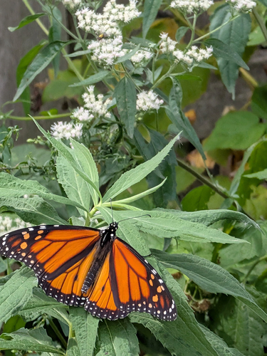 Monarch