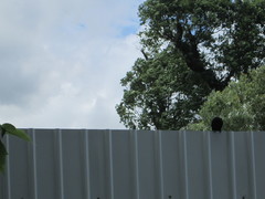 Dicrurus macrocercus