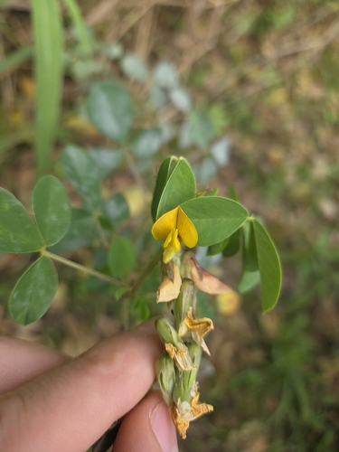 Crotalaria incana observed 2026-10-04