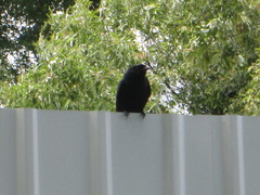 Dicrurus macrocercus