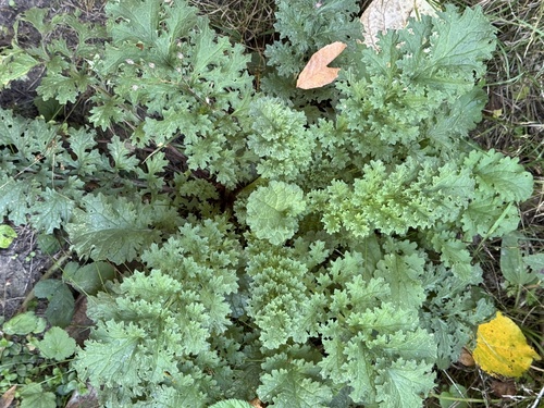 ragwort