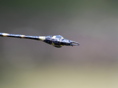 Ictinogomphus decoratus