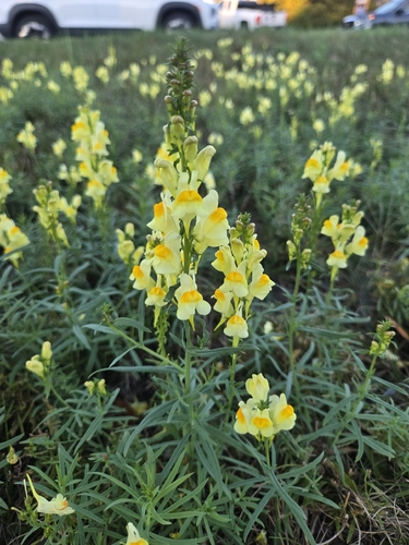 common toadflax