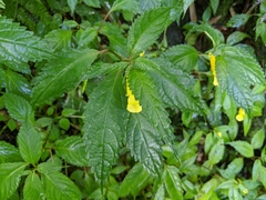 Impatiens tayemonii