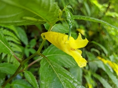 Impatiens tayemonii