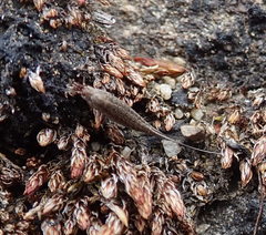 Machilinus aurantiacus