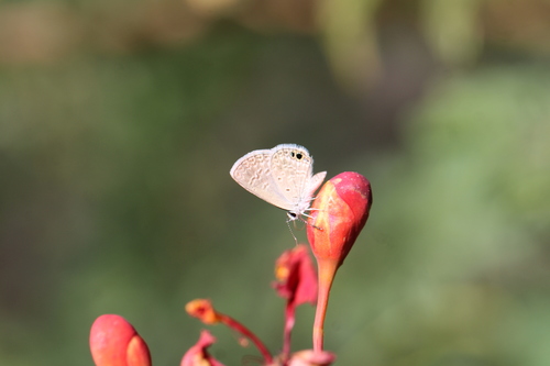 Ceraunus Blue
