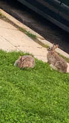 Sylvilagus floridanus