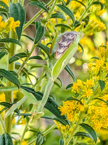 Carolina Mantis